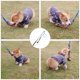 thumbnail image 3 of Flirt Pole DIBBATU para perros interactivo con juguete para masticar, 3 of 8
