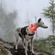 thumbnail image 2 of 2pcs recargable collar luz - mosquetín llavero clip con luz led - clip color-cambiando luz para collares de perros, 2 of 3