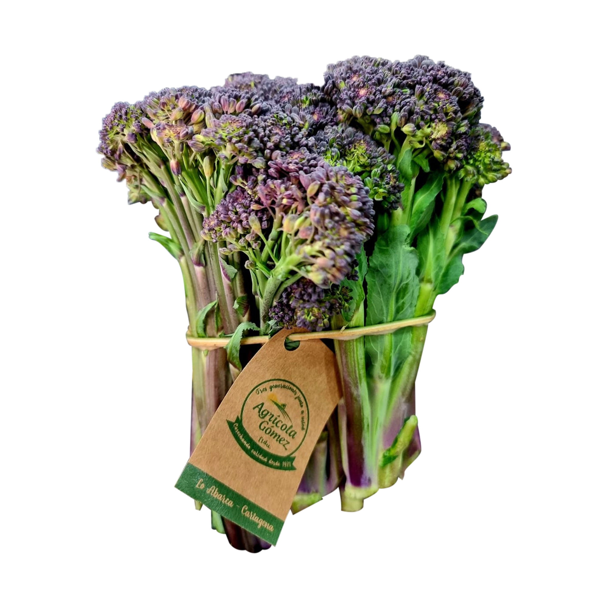 Brocolini Purpura 1 Un