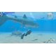 thumbnail image 3 of Videojuego Nintendo Endless Ocean Luminous, 3 of 5