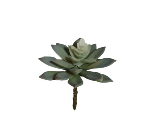 Corel - Suculenta Echeverria Gris 14Cm