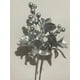thumbnail image 3 of Ramas De Navidad Bayas Con Tallo Flores Navideñas X1, 3 of 3