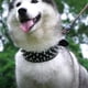 thumbnail image 5 of Un collar para perros con púas, adecuado para perros grandes y medianos., 5 of 5
