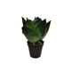 thumbnail image 1 of Planta Decorativa Agave 28Cm, 1 of 3