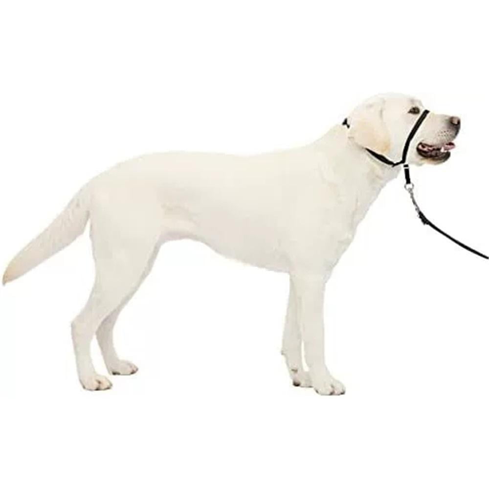 Xusx111 - Collar Para Perros Sin Tirar - Ayuda A Mejorar Los Paseos - Construcción Duradera - Bucle De Nariz Acolchado - Ajuste Ajustable - Comfort Walking Halter - M, Negro