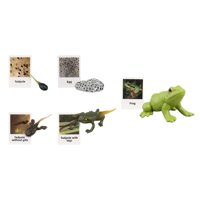 Bothyi - Figuras De Ciclo De Vida Juguete Educativo Realista Para Favores De Fiesta Rana