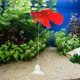 thumbnail image 5 of Adorno para acuario Besimple de pez Betta de silicona 8 cm, 5 of 6