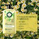 thumbnail image 3 of Acondicionador Herbal Essences Classic Shine Chamomile, 3 of 6
