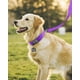 thumbnail image 3 of Collar para perro Joytale acolchado de neopreno ajustable reflectante morado, 3 of 5