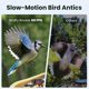 thumbnail image 3 of Comedero Inteligente para Pájaros Birdfy Rookie con Cámara y Visión Nocturna, 3 of 9