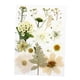 thumbnail image 4 of 1 Bolsa De Flores Prensadas Secas, Hojas Secas De Pétalos Reales Para Manualidades, Calcomanía Blanca, 4 of 5