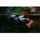 thumbnail image 3 of Peces de acuario Swimming Creatures - 15 guppies surtidos, 3 of 8