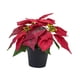thumbnail image 3 of Planta De Pascua Artificial Navideña Realista Para Mesa De Ventana De Festival Estilo B, 3 of 3