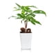 thumbnail image 2 of Macetero autorregante Delia 19, 2 of 3