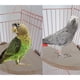 thumbnail image 3 of Soporte de plataforma plana, fácil de instalar, seguro y estable, pulido suave sin lastimar los pies, perchas de jaula de aves de madera dura sólida (10 * 10), 3 of 3
