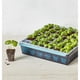thumbnail image 1 of Bandeja Germinadora Burpee SuperSeed 36 Celdas Reutilizable, 1 of 3