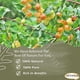 thumbnail image 5 of Herbolaria Seder Sidr hojas secas trituradas 250 g para cabello y cuerpo, 5 of 9