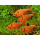 thumbnail image 5 of Pellets para peces Aquatic Foods Inc. 1 mm 227 g, 5 of 6