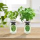 thumbnail image 5 of Kit de Cultivo Hidropónico de Hierbas Environet 2 unidades – Albahaca y Perejil, 5 of 6