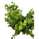 thumbnail image 2 of Pasto Boxwood 40cm Artificial, 2 of 3