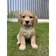 thumbnail image 1 of Cachorro Golden Retriever de 25 cm de Figurine Hi-Line Gift Ltd., 1 of 6
