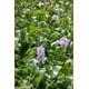 thumbnail image 5 of Plantas Acuáticas Jacintos de Agua, Naturales para Estanques y Fuentes, 5 of 5