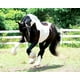 thumbnail image 2 of Caballo de juguete Breyer Horses Serie tradicional Battlefield Angel-Ezra HP, 2 of 3