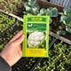 thumbnail image 4 of Semillas de Coliflor Bola de Nieve Brisol para Huerta, 4 of 6