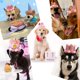 thumbnail image 2 of Sombrero de Cumpleaños para Perro POSAPET Rosa Reutilizable y Ajustable, 2 of 5