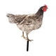 thumbnail image 3 of Estatua De Jardín De Pollo, Estaca, Adorno De Césped Para Gallina, Regalo Exterior, Patio De Gallo, Estilo Artístico B, 3 of 5