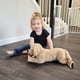 thumbnail image 4 of Peluche LotFancy Dog Golden Retriever de 66 cm, color beige, 4 of 7