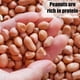 thumbnail image 3 of Cacahuates Pelados Para Vida Silvestre 4 5 Kg No Ogm, 3 of 7