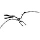 thumbnail image 1 of Decomural Pterodactyl Fossil Dinosaur WS-17605, 1 of 2