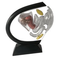 Bothyi - Modelo De Útero Reproductivo Detallado Y Claro Para Herramientas De Demostración En El Aula