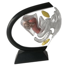 Bothyi - Modelo De Útero Reproductivo Detallado Y Claro Para Herramientas De Demostración En El Aula