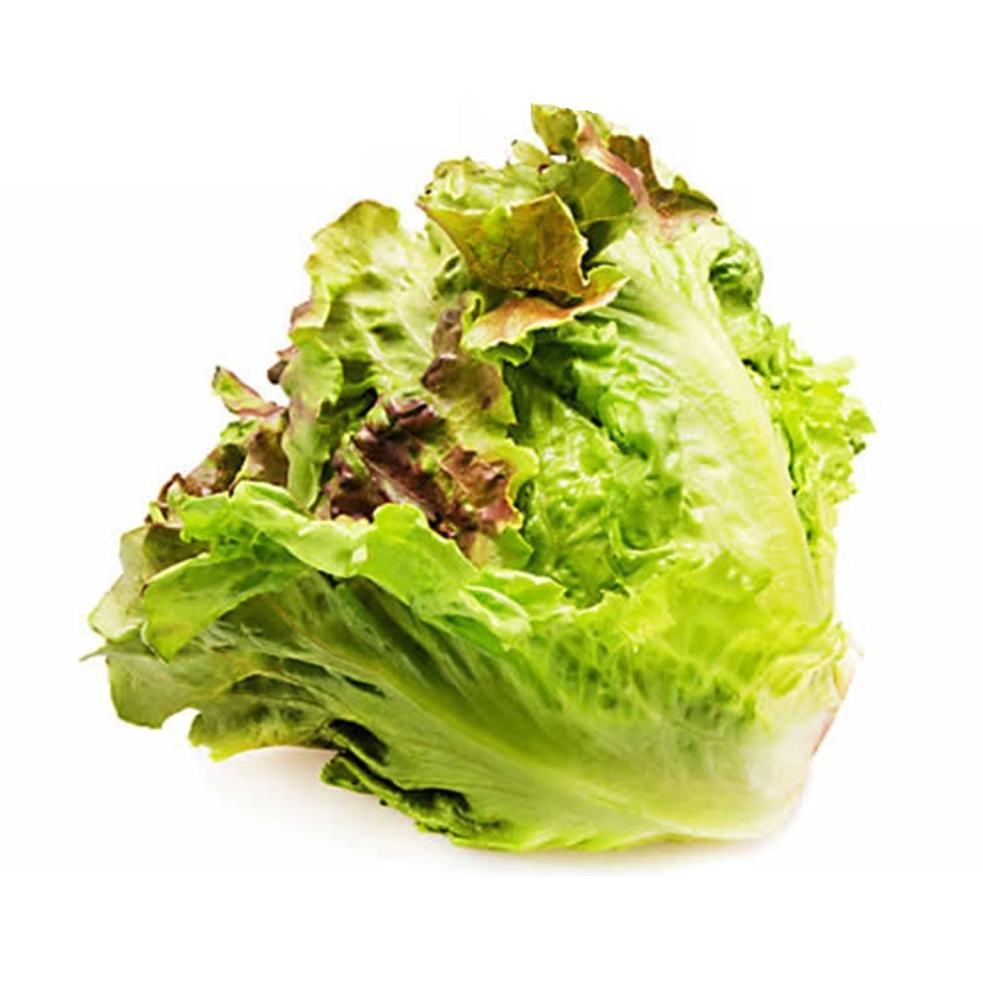 Lechuga Francesa Bolsa 1 Un