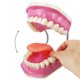 thumbnail image 2 of Modelo de cuidado dental con cepillo de dientes gigante Evotech, 2 of 8