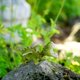 thumbnail image 2 of Miniestatua de dragón en miniatura para jardín de hadas y terrario, 2 of 6