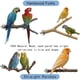thumbnail image 3 of Perchas para Aves Acvxghe 8 Piezas Madera Natural, 3 of 3