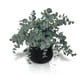 thumbnail image 1 of Planta Artificial Dichondra 20x9 cm, 1 of 3