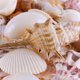 thumbnail image 2 of Conchas marinas de playa mixtas Seashells Super Z Outlet, 50 unidades, 2 of 6