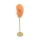 thumbnail image 5 of Soporte De Exhibición De Pendientes, Modelo De Oído Humano, Soporte De Perno, Escaparate, Organizador De Joyas, Piel Normal Izquierda, 5 of 5