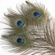 thumbnail image 4 of Plumas de pavo real, 25 unidades, 80-90 cm, para decoración de jarrones, 4 of 7