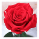 thumbnail image 3 of Rosa eterna preservada led san valentín roja, 3 of 3