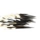 thumbnail image 1 of Espinas de puercoespín Nautical Beach Decor 13‑15 cm, 10 piezas, 1 of 5