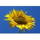 thumbnail image 2 of DummyTestAutoMPCOEE_Animal_accessories, 2 of 3