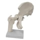 thumbnail image 3 of Modelo De Articulación De Cadera Humana, Resistente Y Práctico, Color Blanco, Para Estudiantes De Osteopatía., 3 of 5