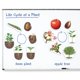 thumbnail image 2 of Recursos de aprendizaje sobre el ciclo de vida de las plantas magnéticas, 12 piezas, 2 of 2