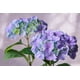 thumbnail image 2 of Hortensia Morada 109 Cms, 2 of 2