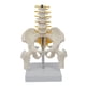 thumbnail image 2 of Pelvis Humana Con Huesos De Pelvis Y Piernas, 5 Piezas Ensambladas, Columna Lumbar Mediana, 2 of 5